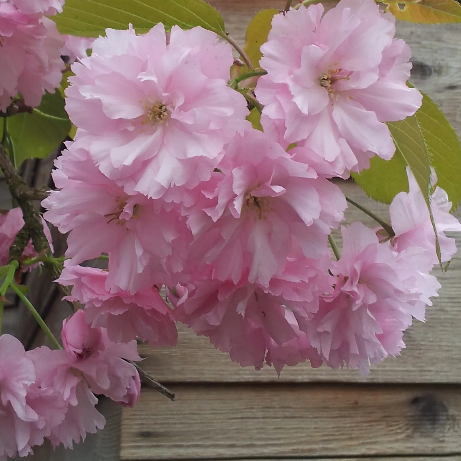 Florascent Sakura eau de parfum duftprøve pudret