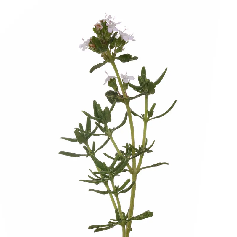 Florascent Apothecary timian rød aromaspray urt