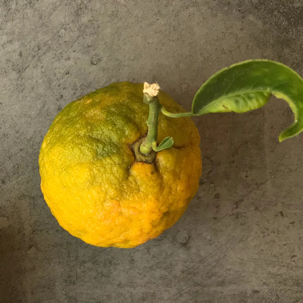 Florascent Bitterorange aroma spray citrus