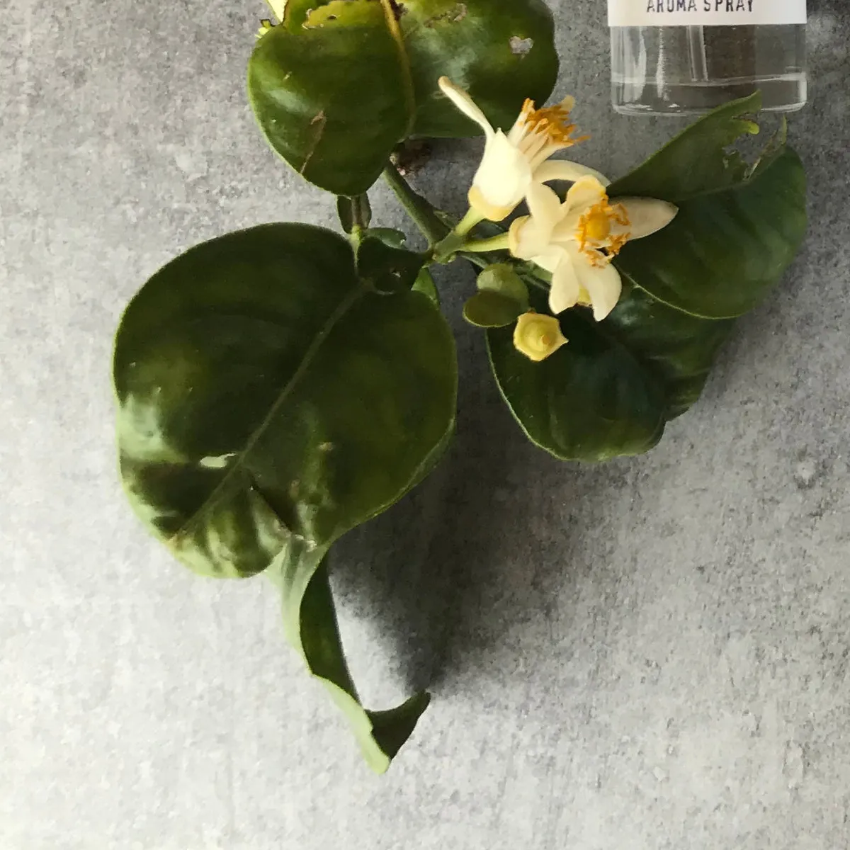 Florascent Neroli aromaspray appelsinblomst