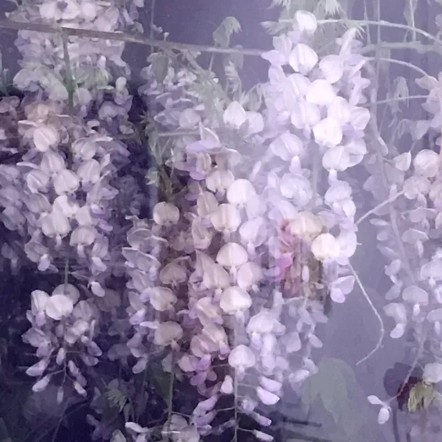 Florascent Les Exclusifs Wisteria eau de parfum duftprøve blomstret