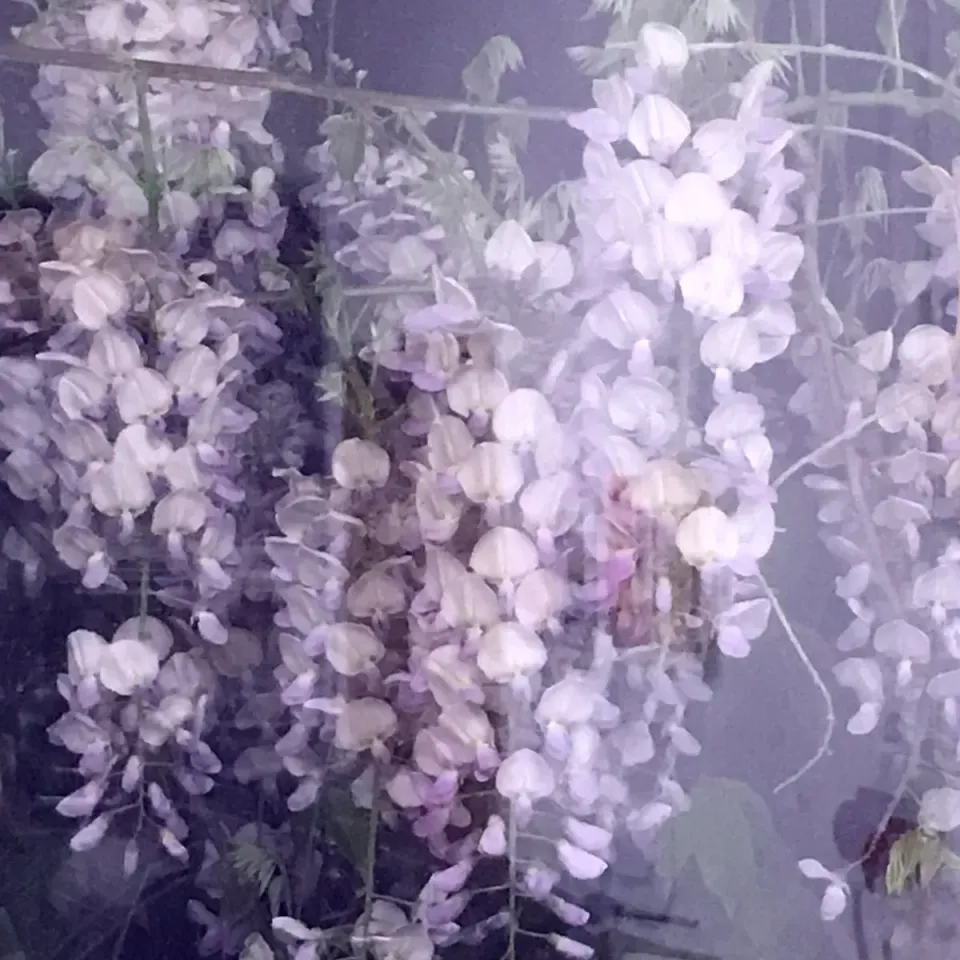 Florascent Les Exclusifs Wisteria eau de parfum duftprøve blomstret