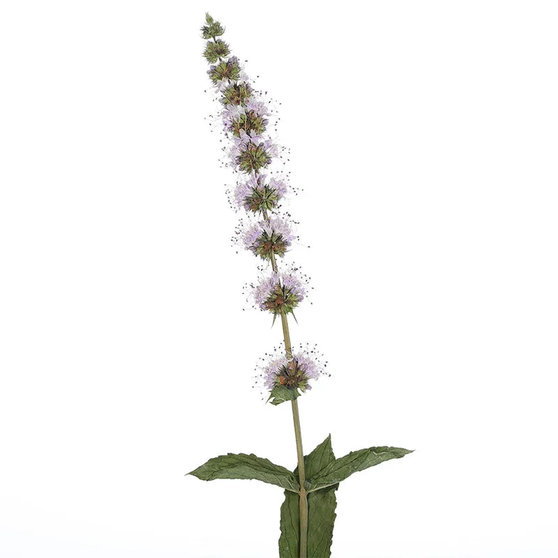 Florascent Pfefferminze aroma spray frisk