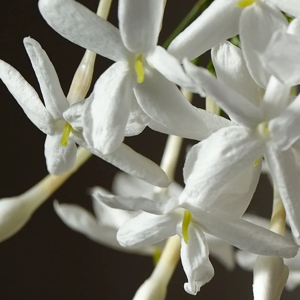 Florascent Jasmin Absolue aromaspray blomstret