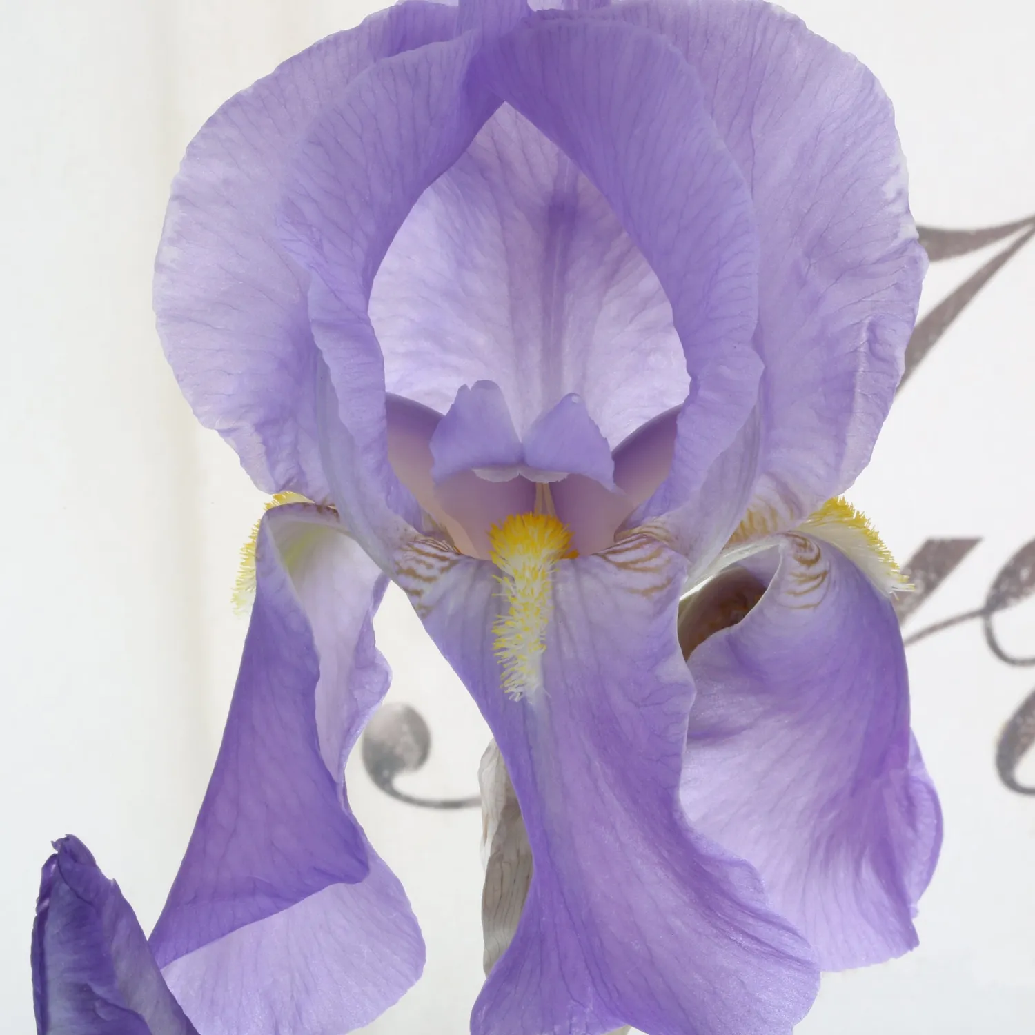 Florascent Eau d'Iris eau de toilette duftprøve iris