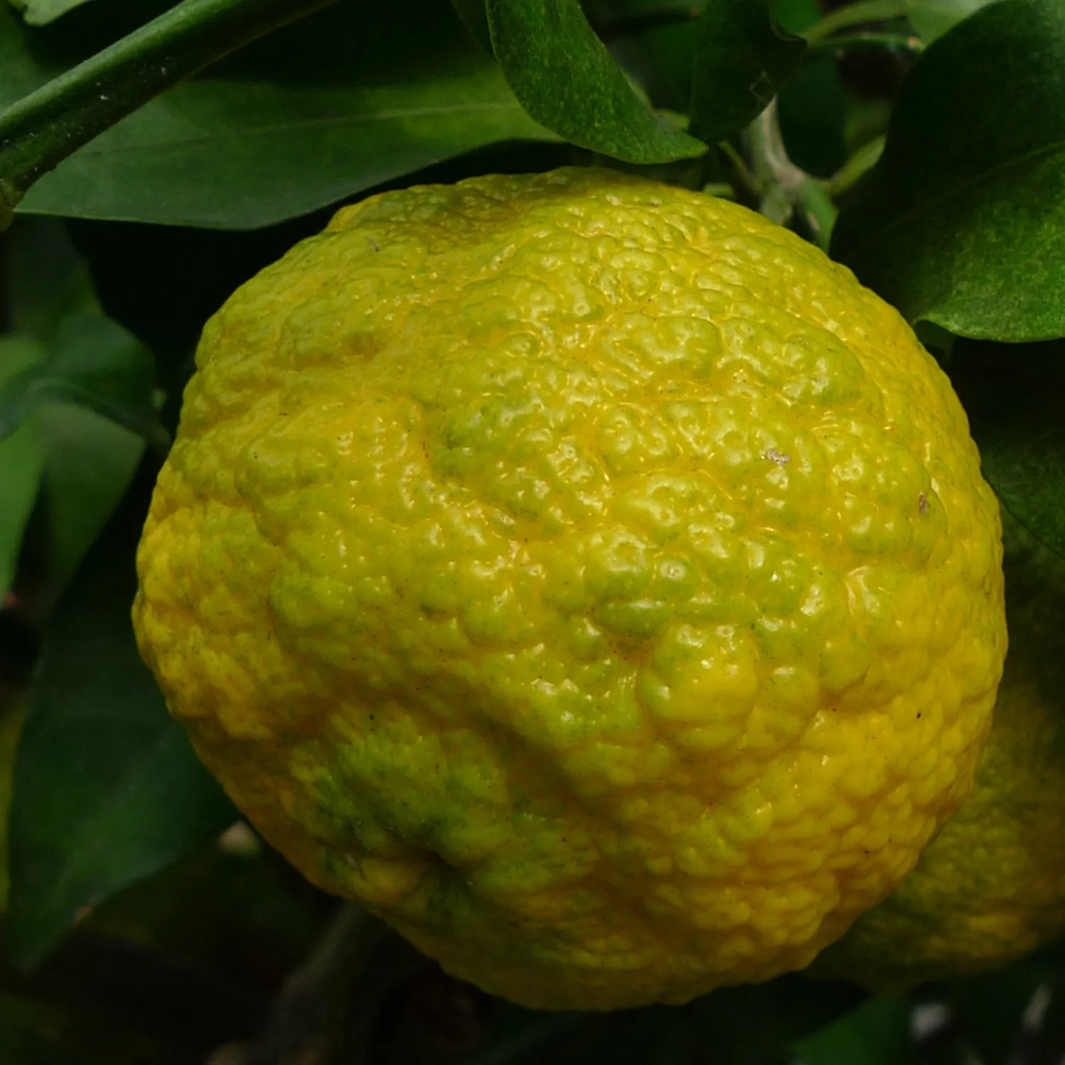 Florascent Yuzu aroma spray citrus Japan