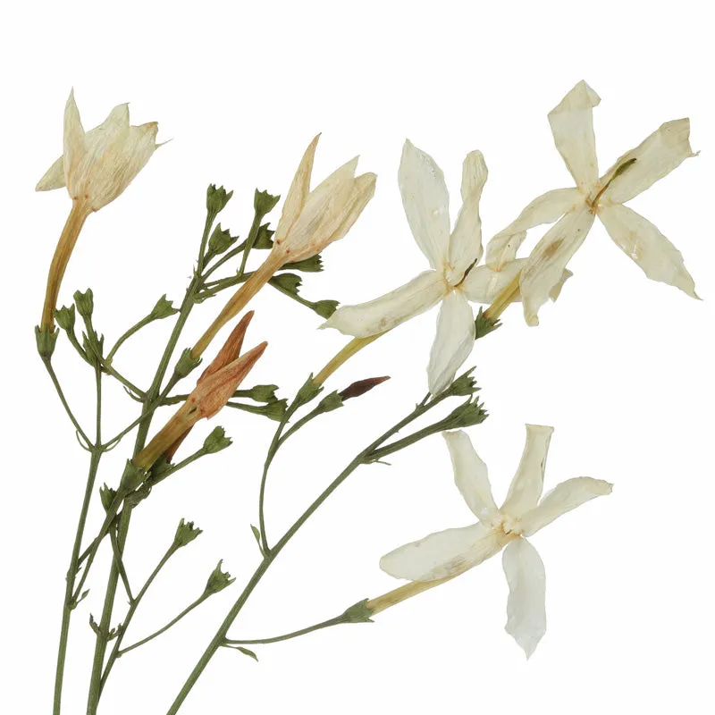 Florascent Jasmin Absolue aromaspray blomstret