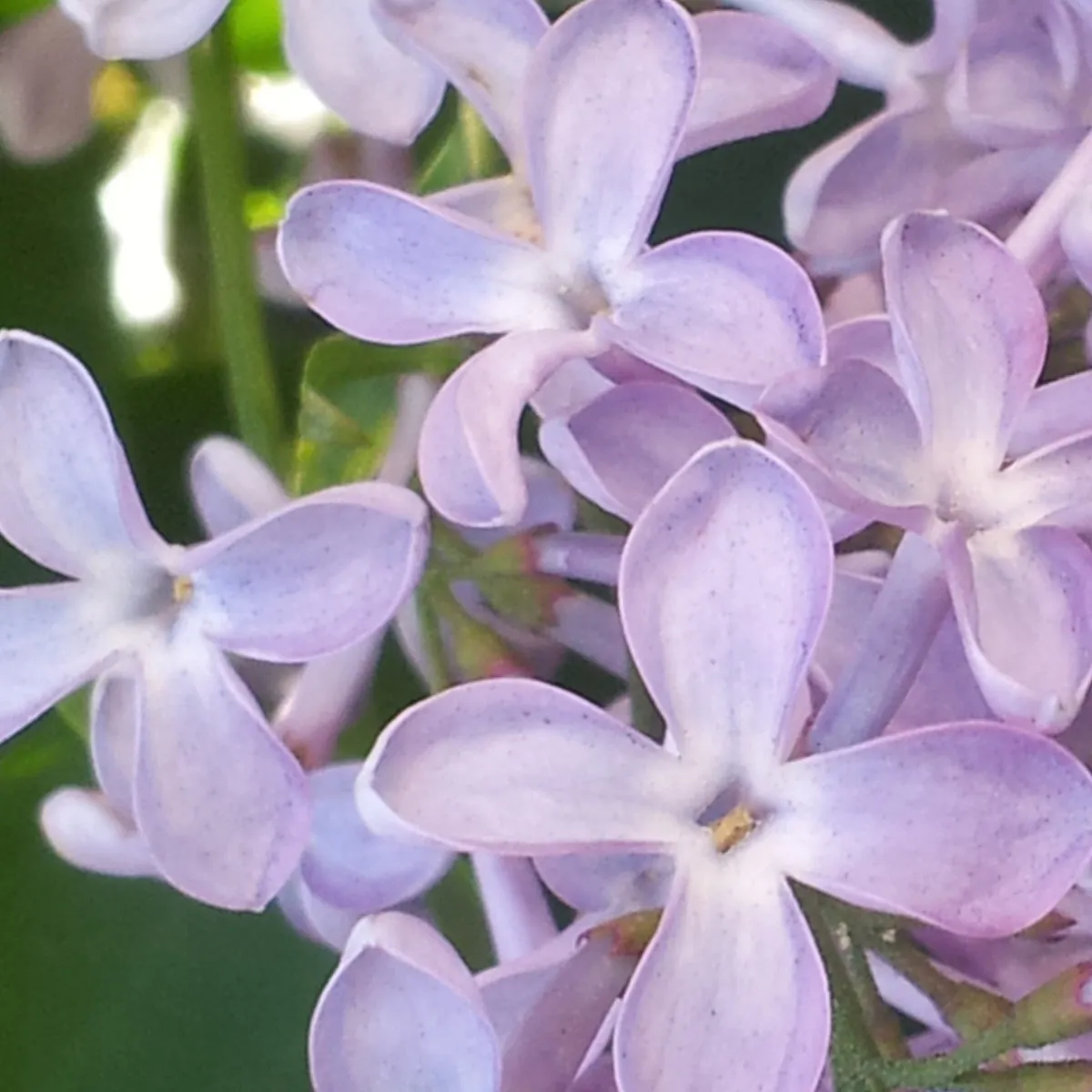 Florascent Les Lilas eau de parfum duftprøve syren