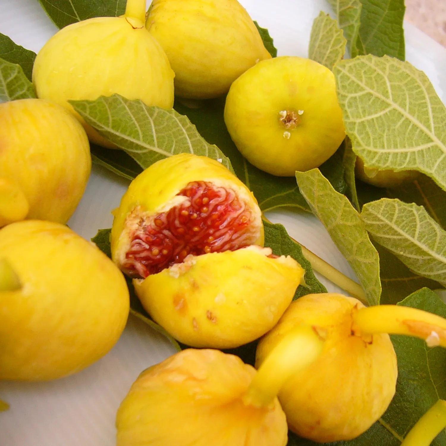 Florascent Sicilian Bergamot rumduft bergamotte figen