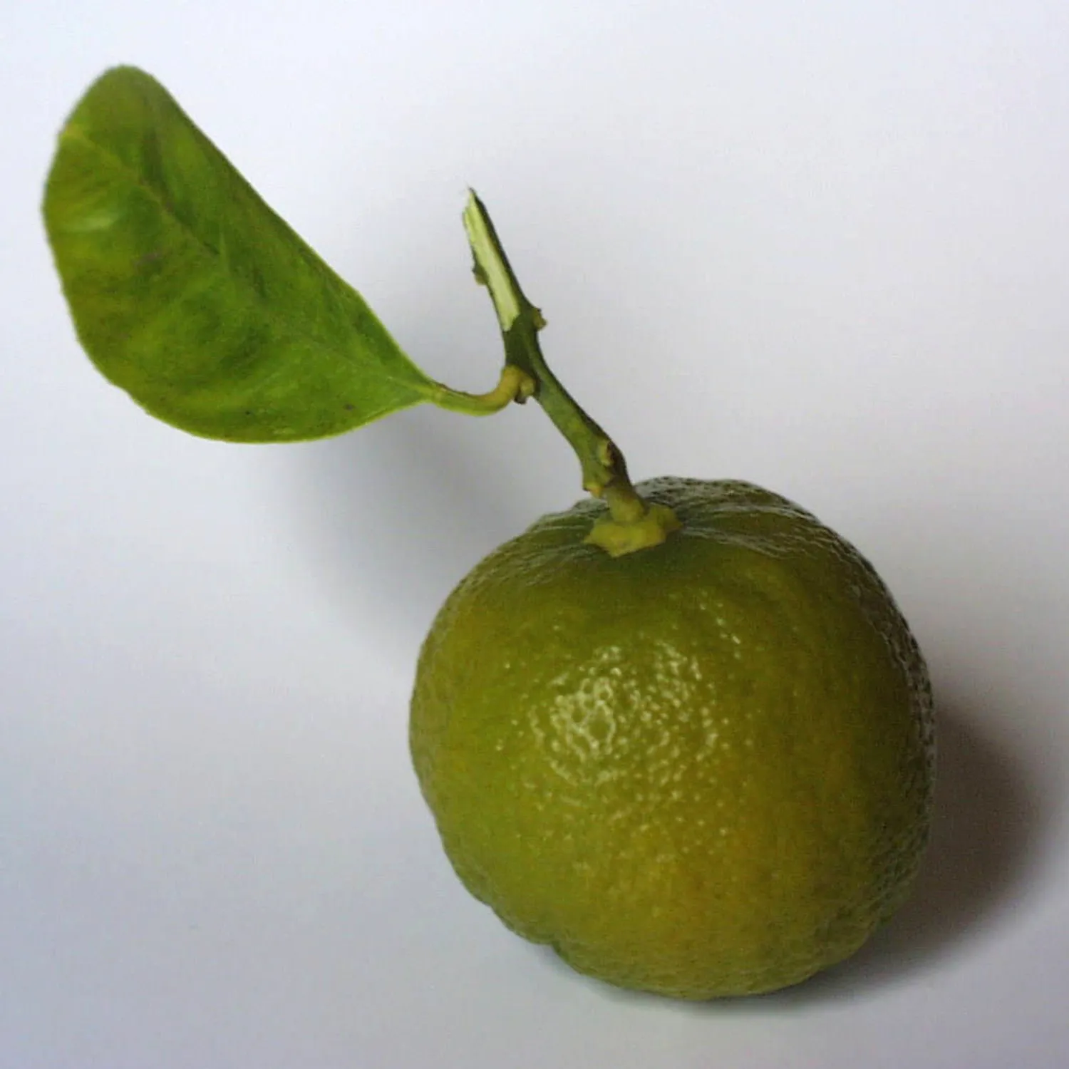 Florascent Sicilian Bergamot rumduft bergamotte figen