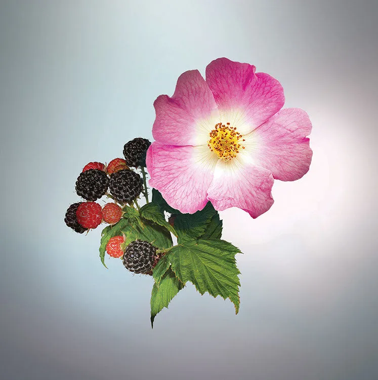 Keiko Mecheri Wild Berries parfume 100 ml bær