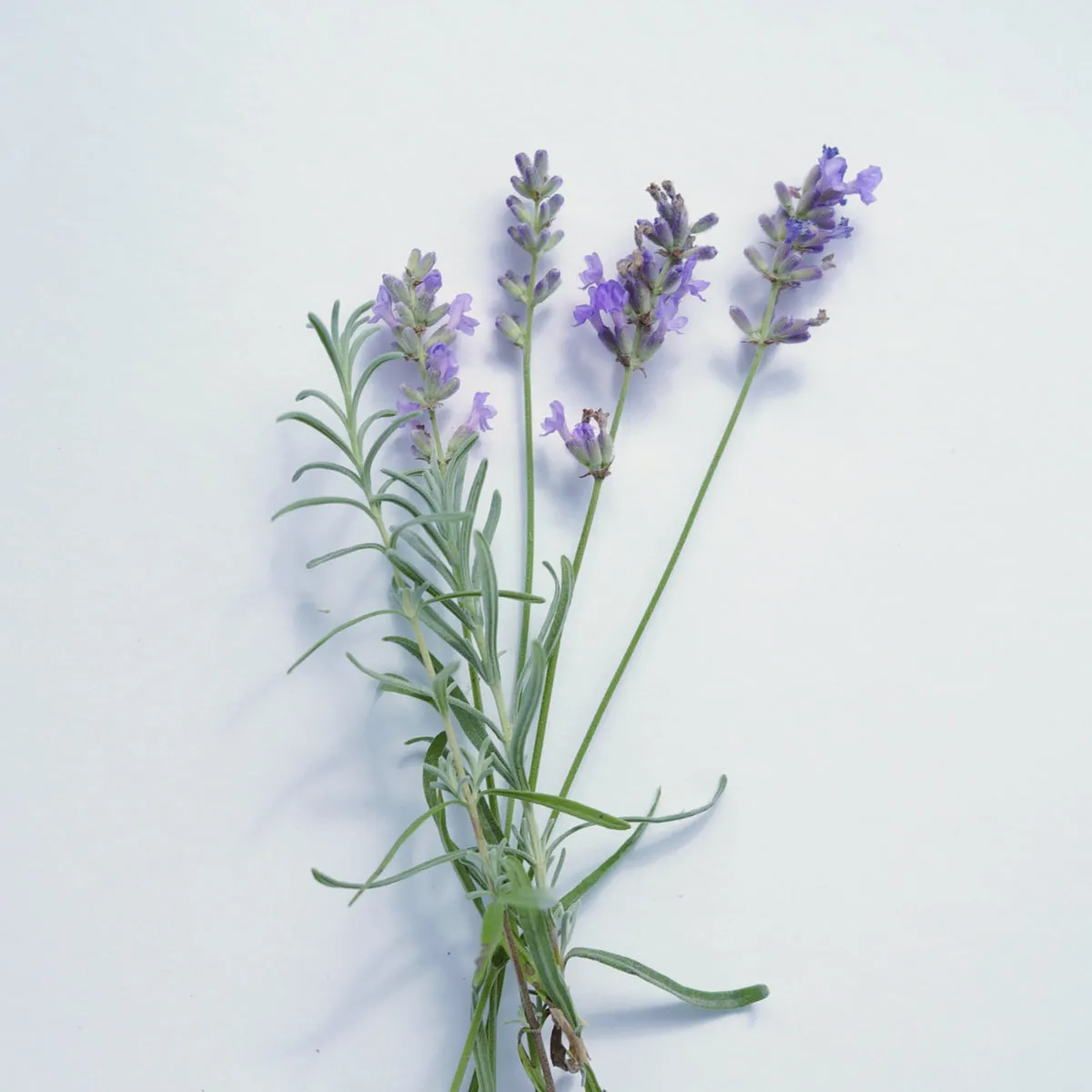 Florascent Apothecary Lavendel aroma spray beroligende