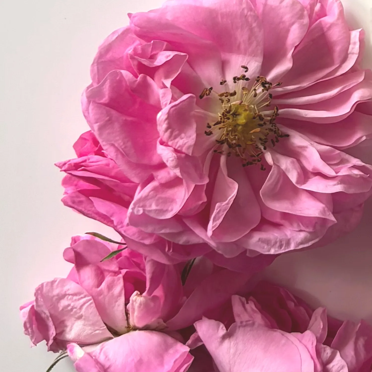 Florascent Rose Absolue aromaspray bulgarsk rose
