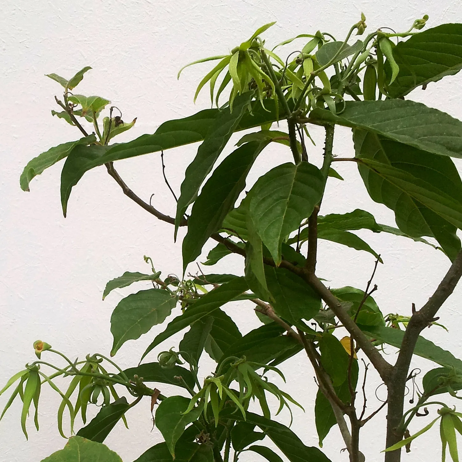 Florascent Ylang Ylang aromaspray blomstret naturlig