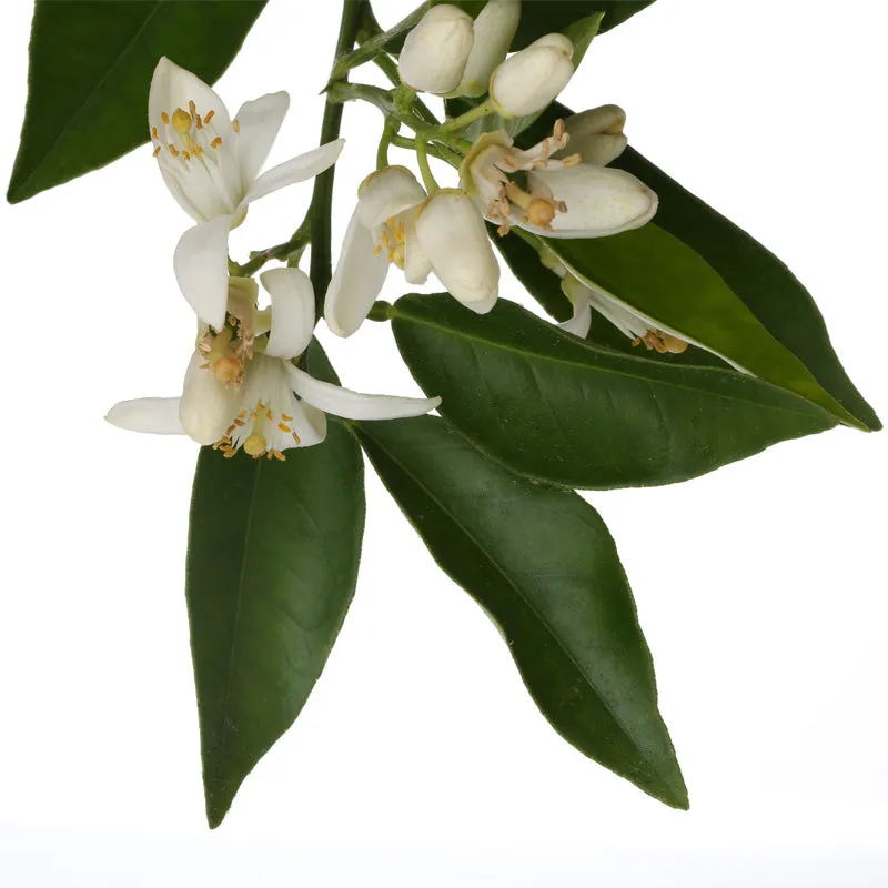 Florascent Neroli aromaspray appelsinblomst