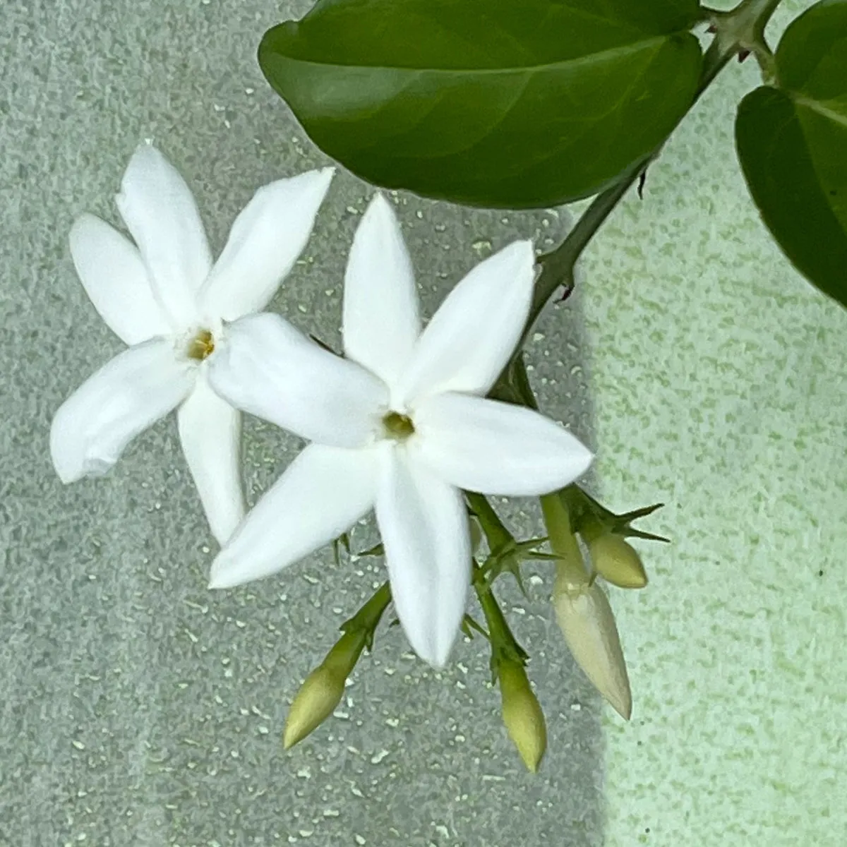 Florascent Sambac Absolue aromaspray hvid blomst