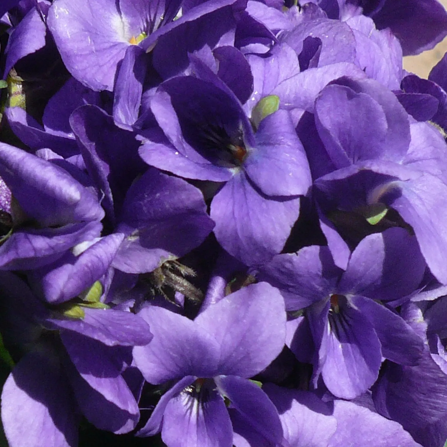 Florascent Violetta Eau de Toilette duftprøve viol