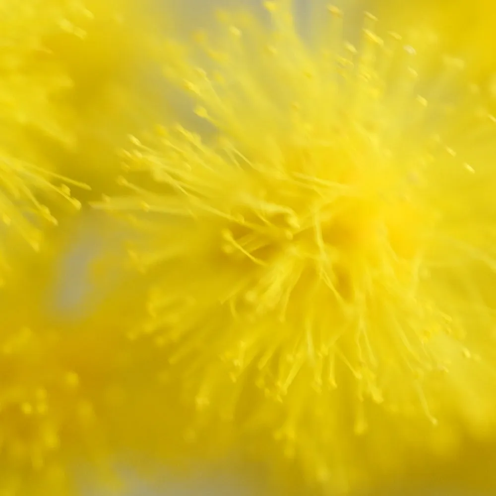 Florascent Mimosa edt duftprøve mimoseblomst