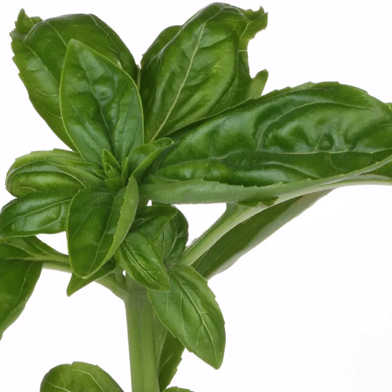 Florascent Basilikum aromaspray aromatisk