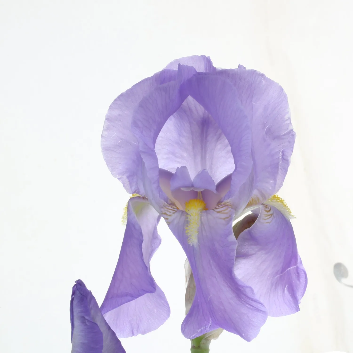 Florascent Orris Rose rumduft rose iris pudret