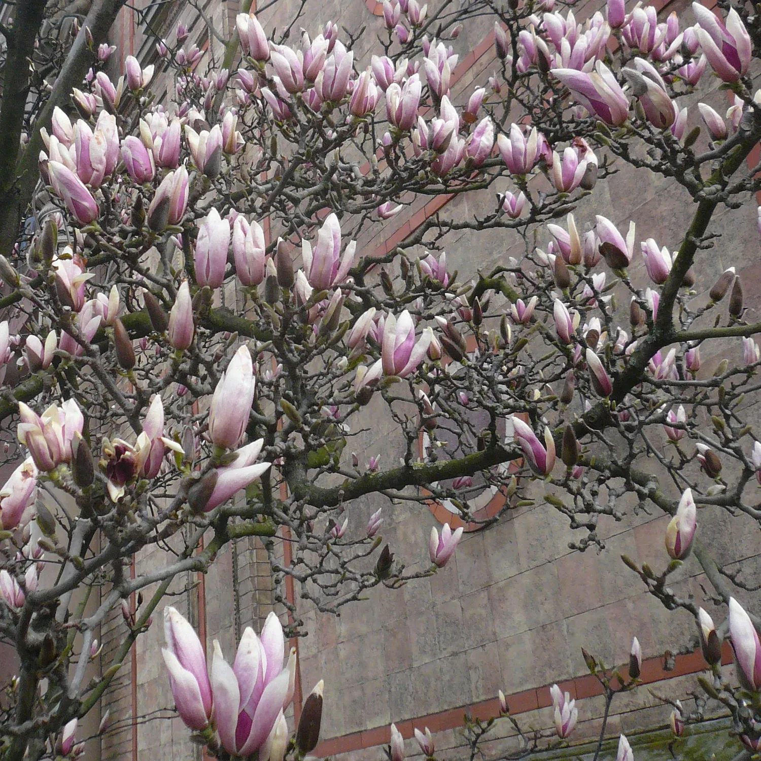 Florascent Magnolie aroma spray floral frisk