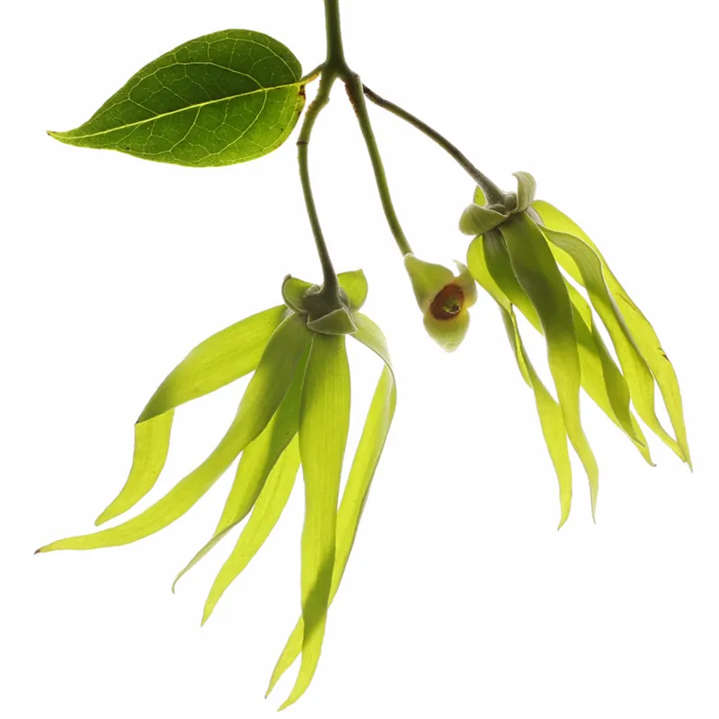 Florascent Ylang Ylang aromaspray blomstret naturlig