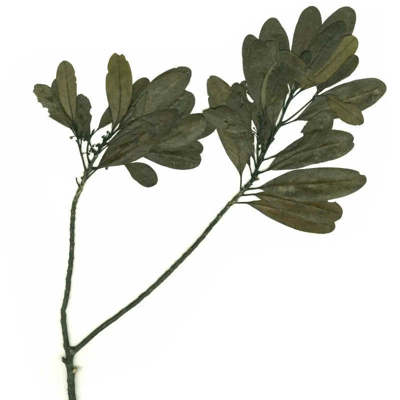Florascent Litsea Cubeba aromaspray citrus harmoniserende
