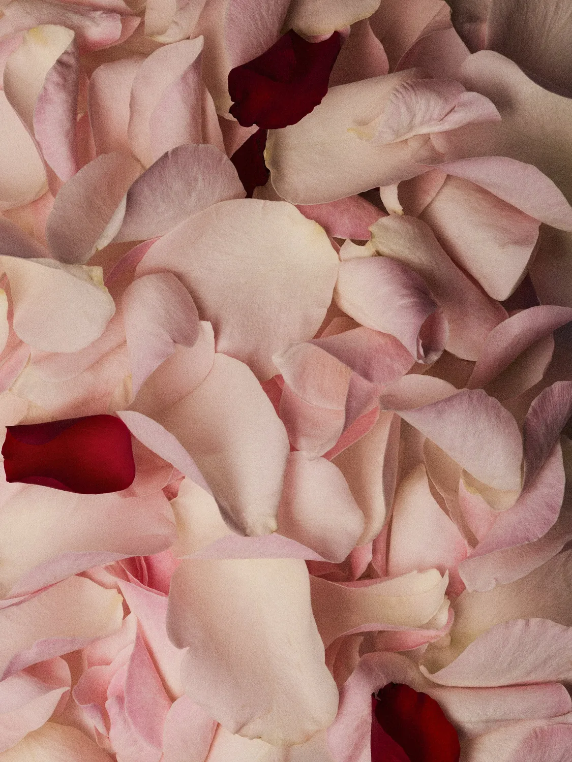 N.C.P. Olfactives 302 My Rose eau de parfum 100ml rose