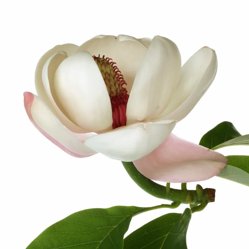 Florascent Magnolie aroma spray floral frisk