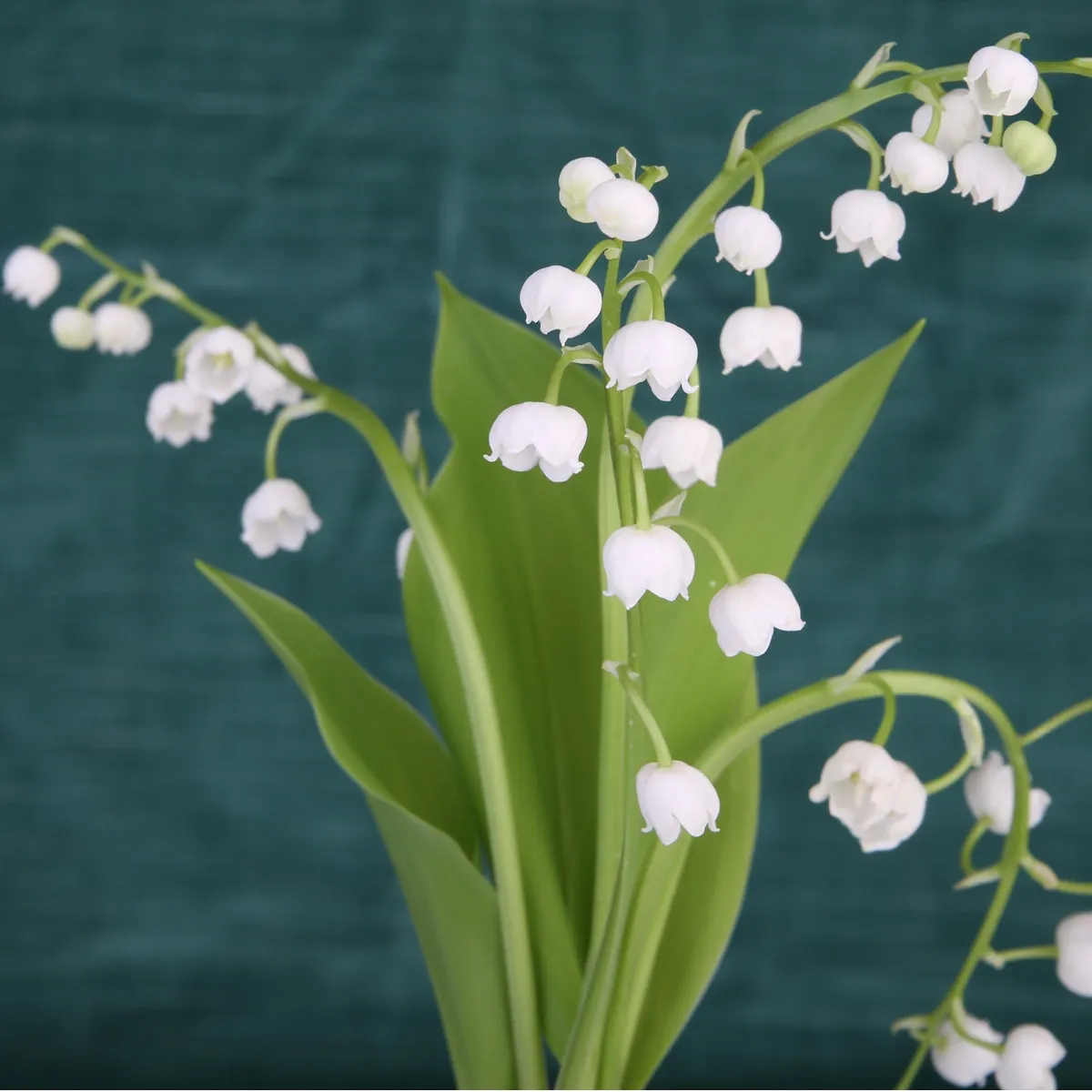 Florascent 1er Mai duftprøve grøn forår