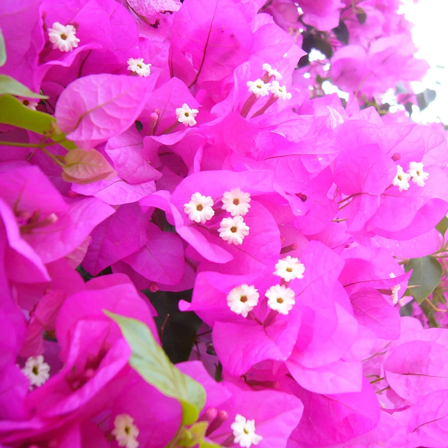 Florascent Bougainvillea Ligne Noire rumduft citrus-blomstret