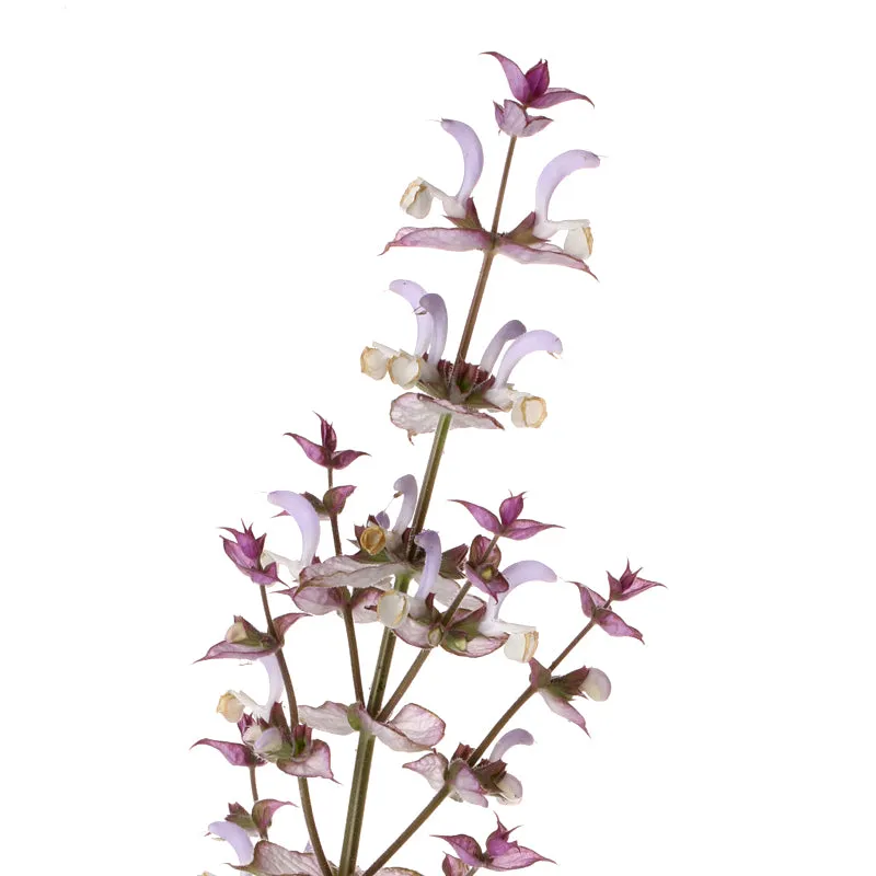 Florascent Muskatellersalbei aromaspray salvie