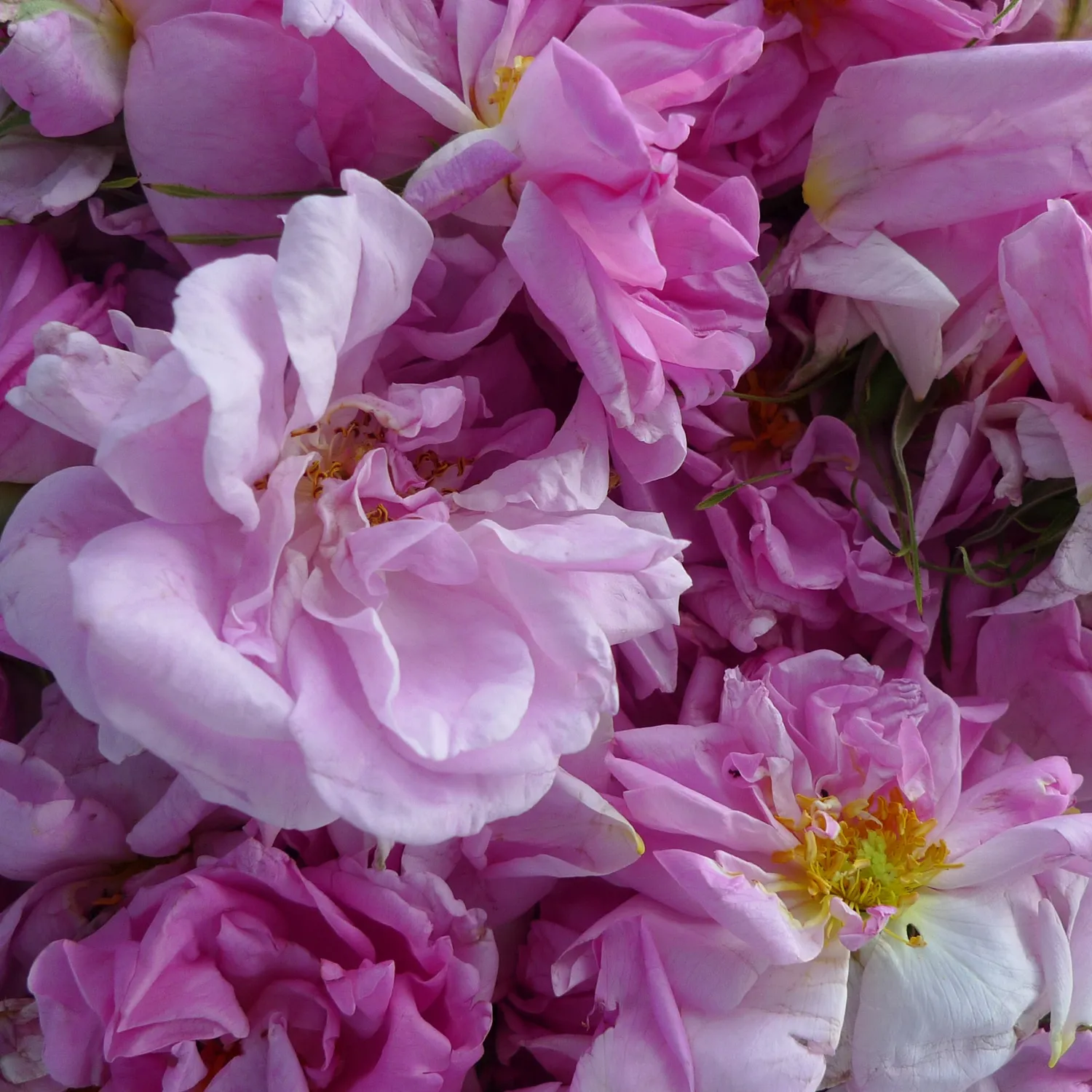 Florascent Orris Rose rumduft rose iris pudret