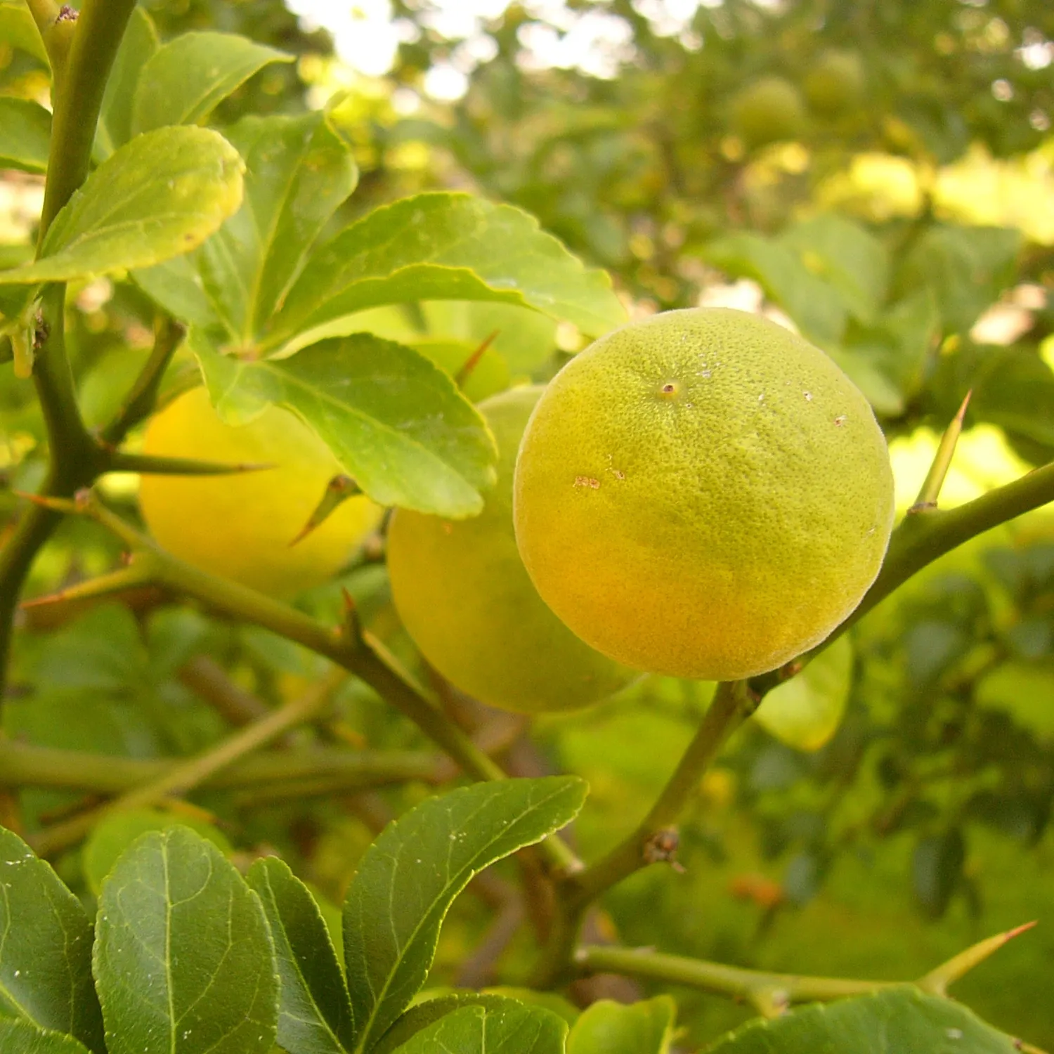 Florascent Sicilian Bergamot rumduft bergamotte figen