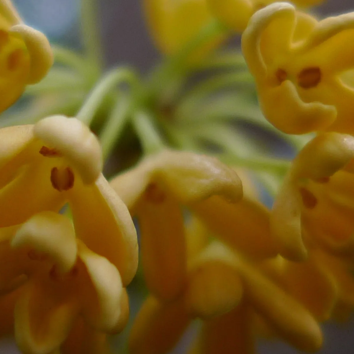 Florascent Osmanthus eau de parfum duftprøve gylden