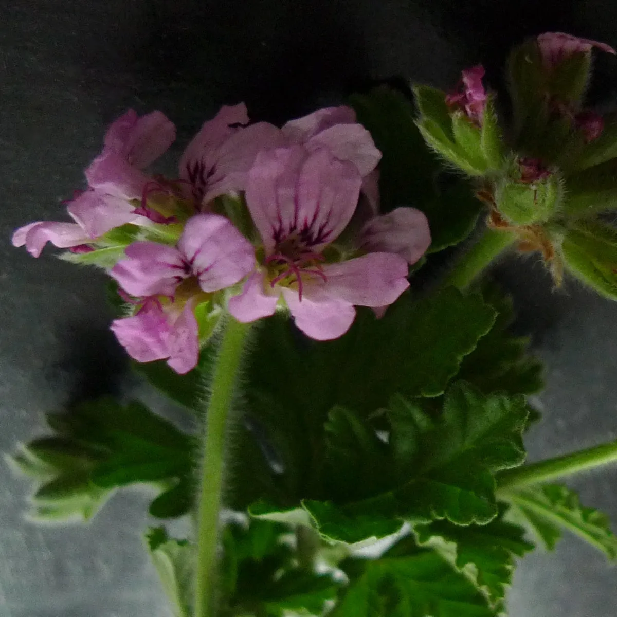 Florascent Apothecary Rosengeranie aromaspray frisk rose
