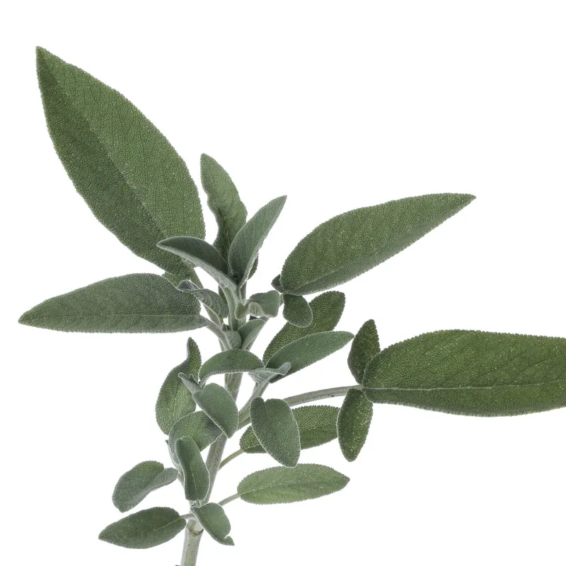 Florascent Apothecary Salbei aromaspray salvie