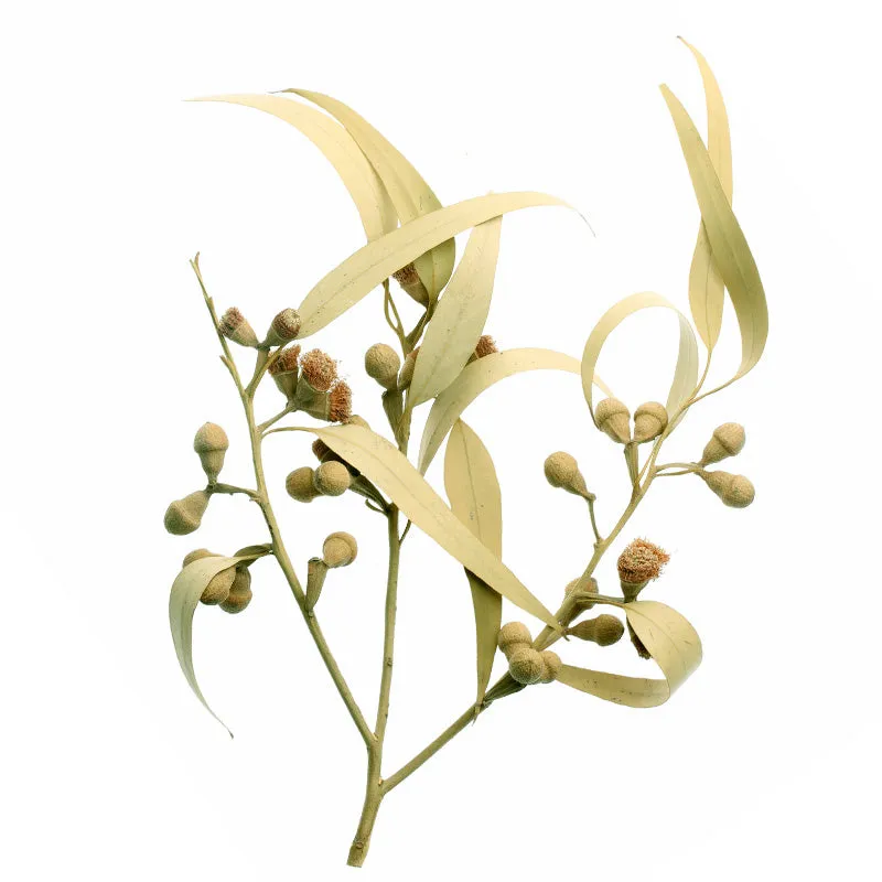 Florascent Eukalyptus aroma spray frisk