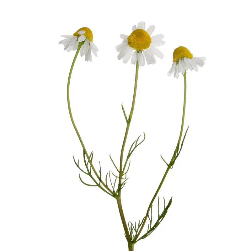 Florascent Kamille Römisch aromaspray beroligende