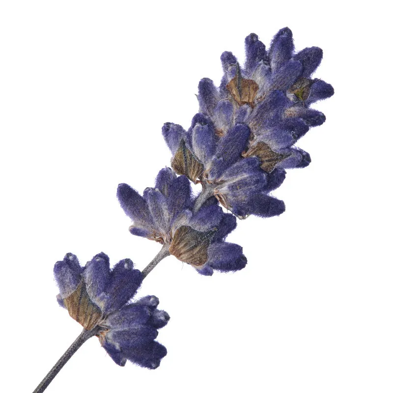 Florascent Apothecary Lavendel aroma spray beroligende