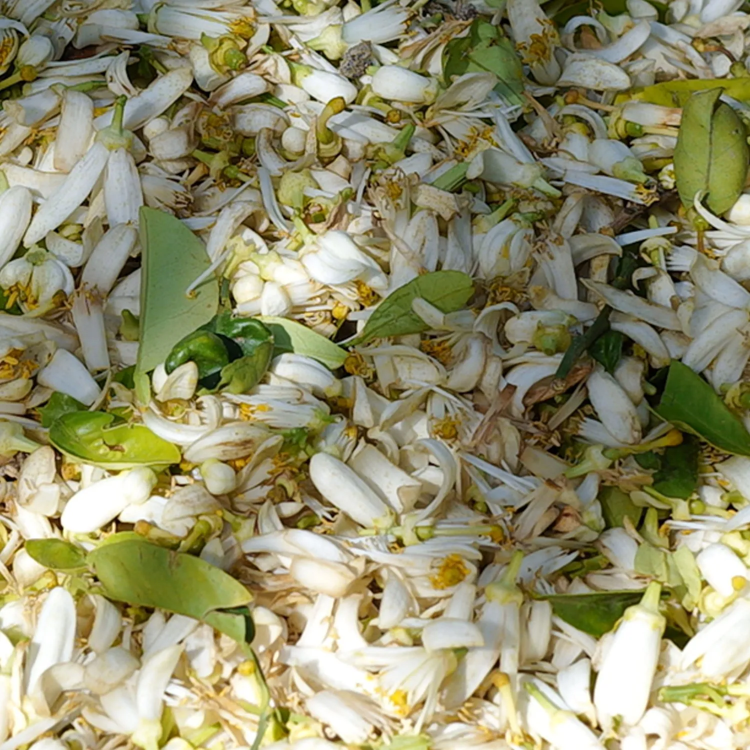 Florascent Neroli aromaspray appelsinblomst
