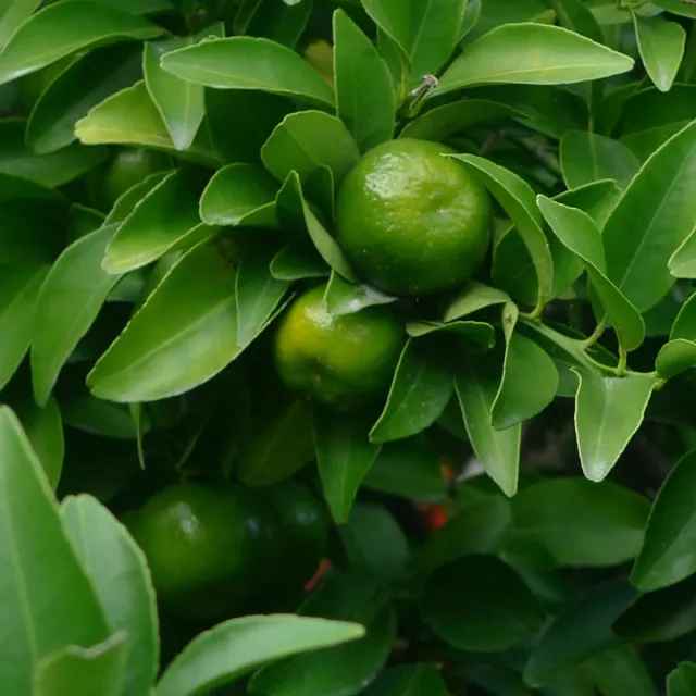 Florascent Tachibana Eau de Parfum prøve citrus