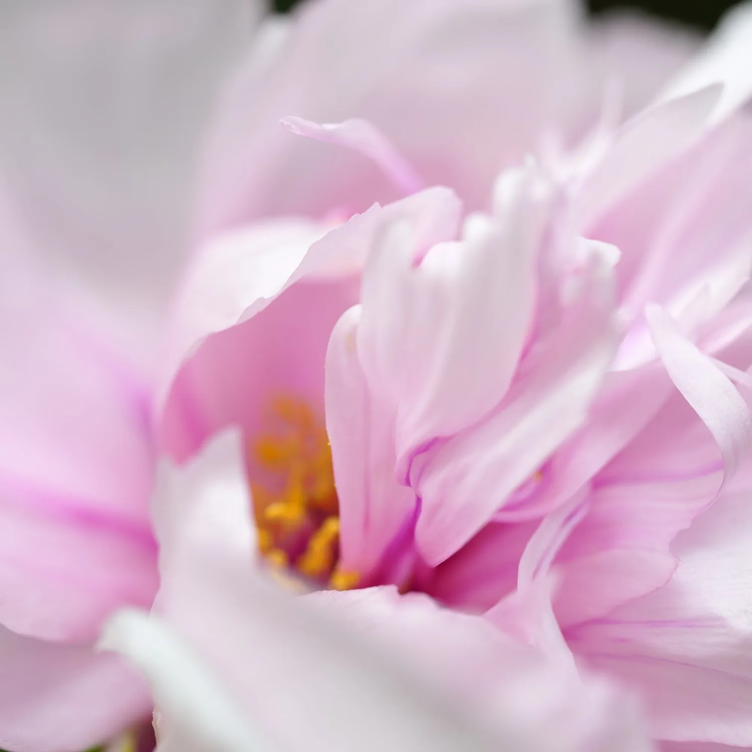 Florascent Pivoine Blanc parfumeprøve pæon sommer
