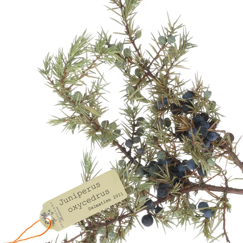Florascent Apothecary Wacholderbeere aromaspray enebær