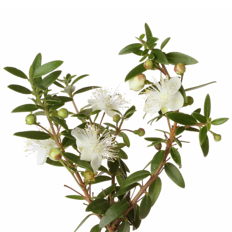 Florascent Myrte aromaspray frisk grøn