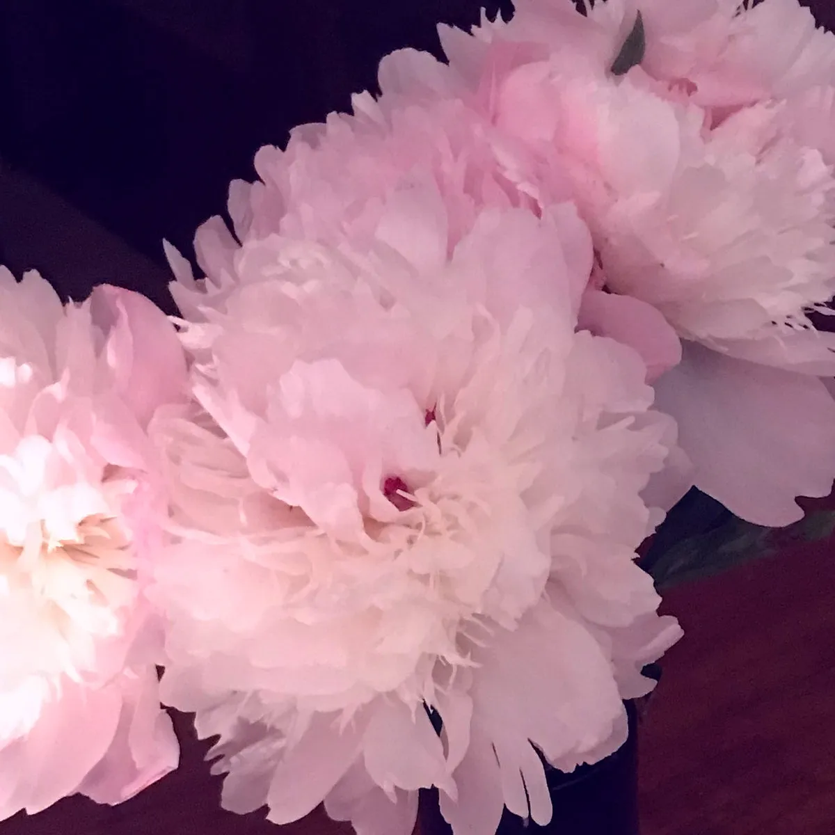 Florascent Pivoine eau de toilette prøve pæon