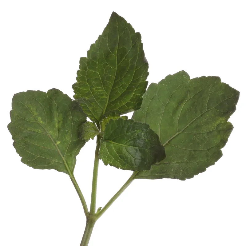 Florascent Apothecary Patchouly aromaspray træagtig
