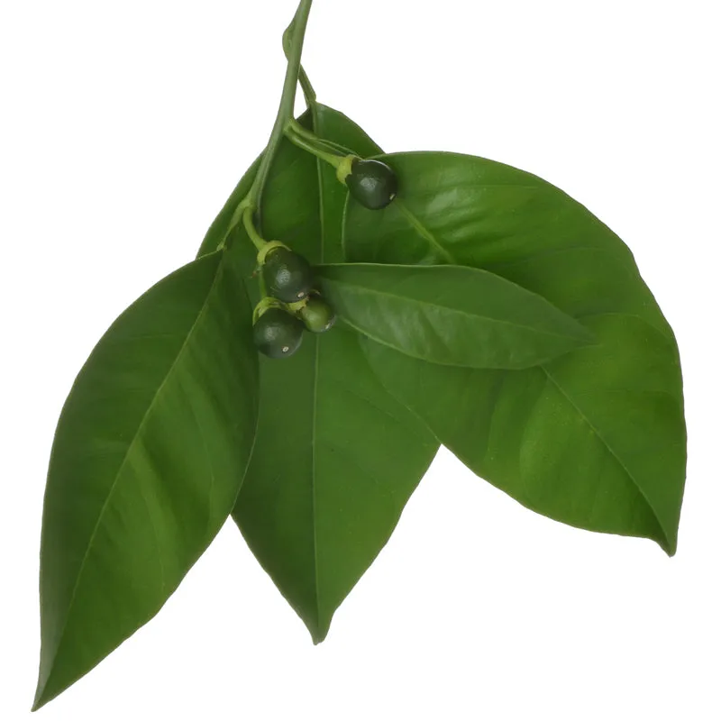 Florascent Apothecary Petitgrain aromaspray citrus